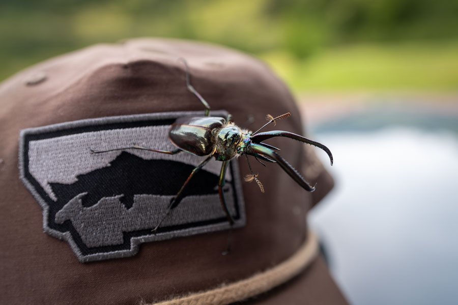 Patagonia Dry Fly Fishing